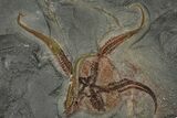 Two, Huge Ordovician Brittle Stars (Ophiura) - Morocco #372459-1